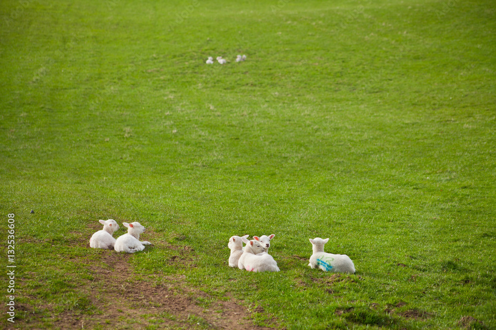 White Lambs