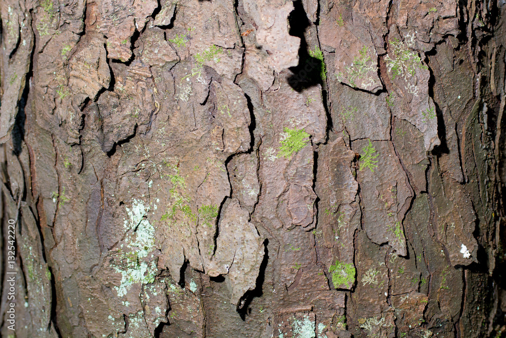 Tree bark texture background