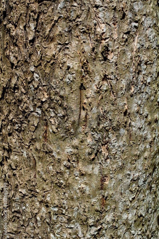 Tree bark texture background