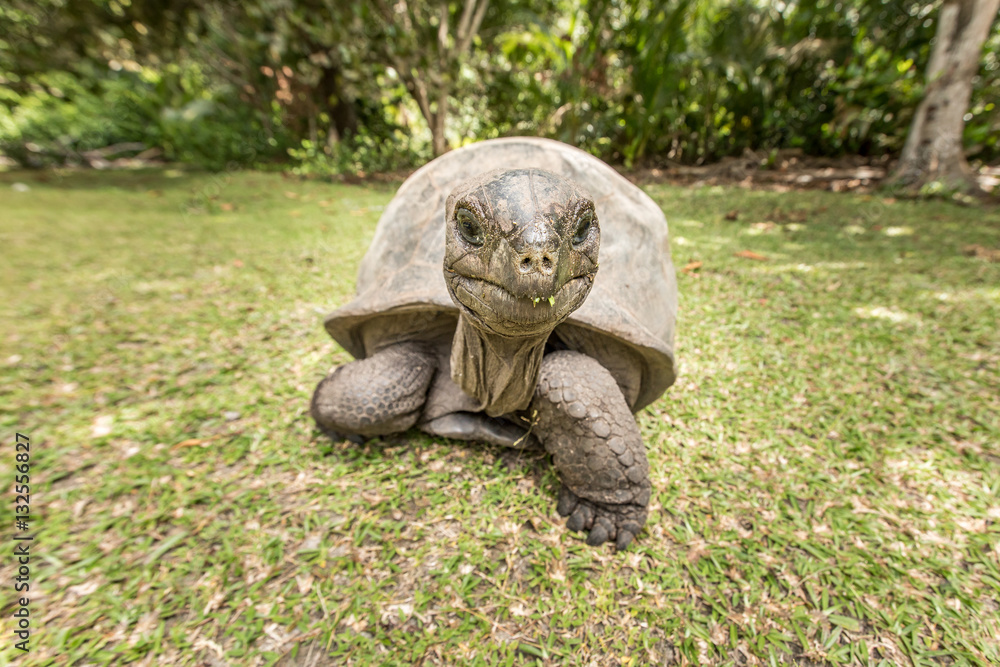 Giant Aldabra tortoise on an island in Seychelles.