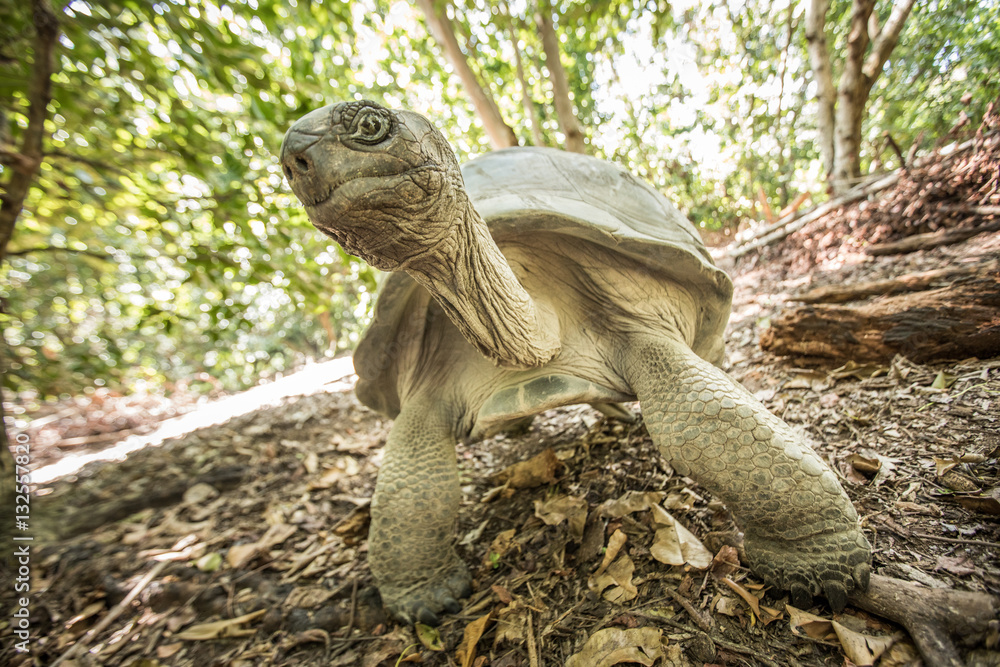 Giant Aldabra tortoise on an island in Seychelles.