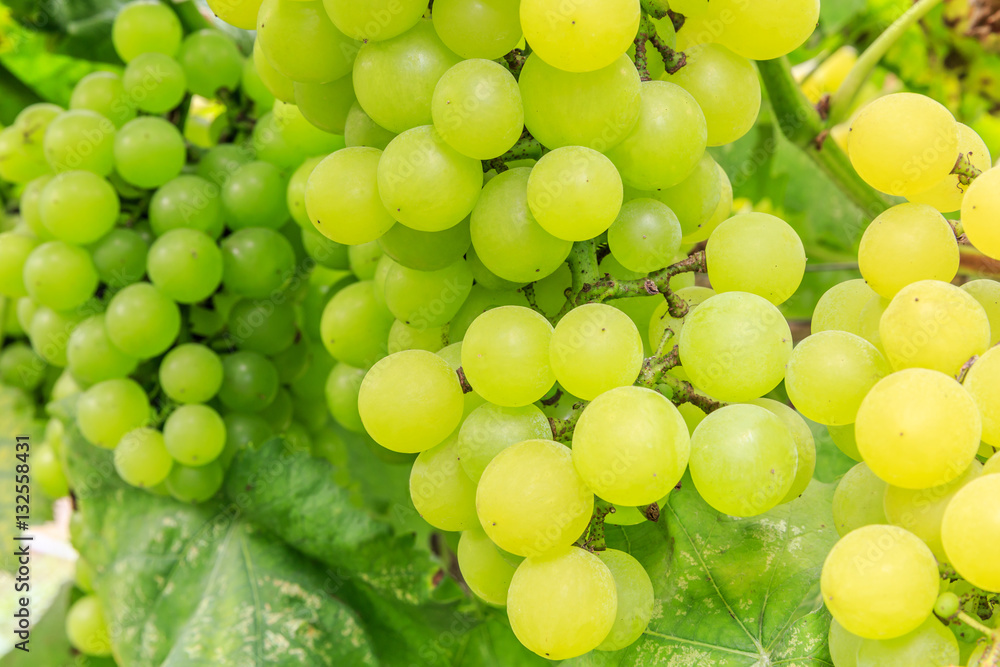 Vineyard ripe white grapes in autumn harvest season