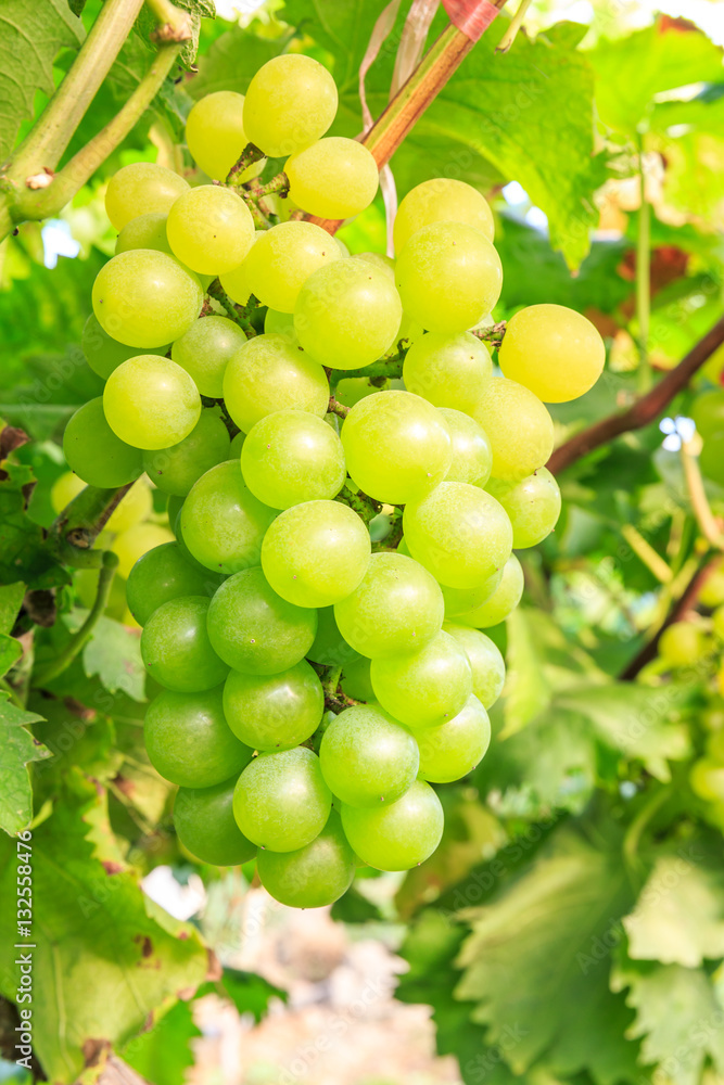 Vineyard ripe white grapes in autumn harvest season