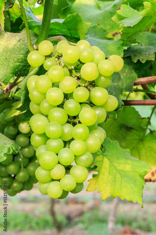 Vineyard ripe white grapes in autumn harvest season