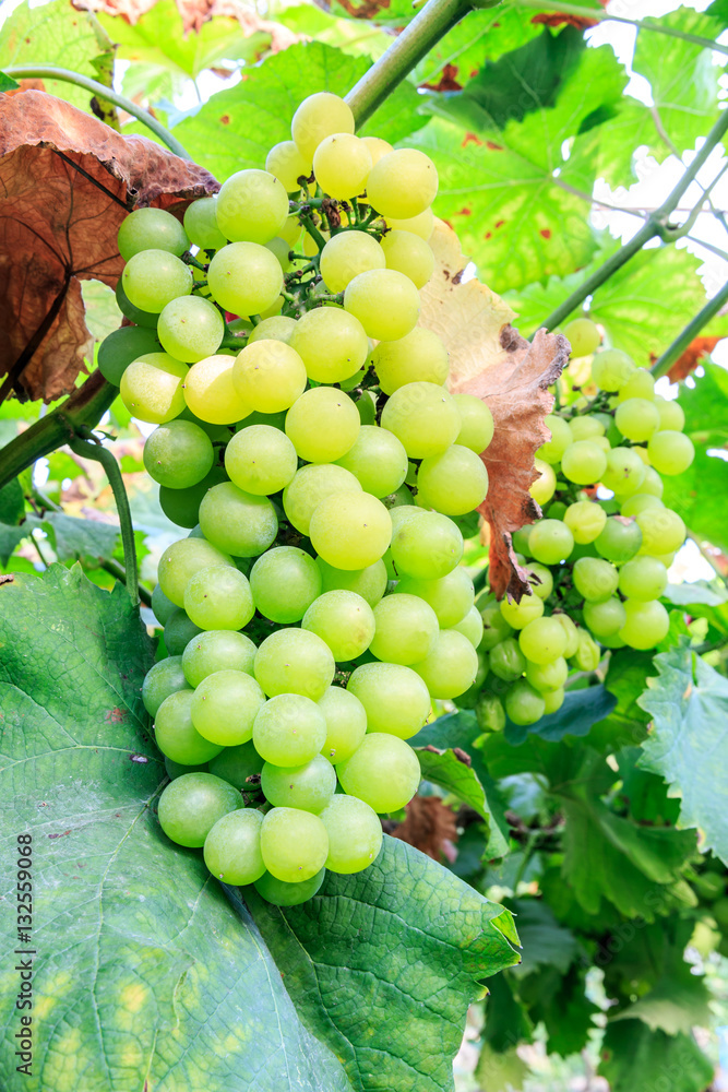 Vineyard ripe white grapes in autumn harvest season