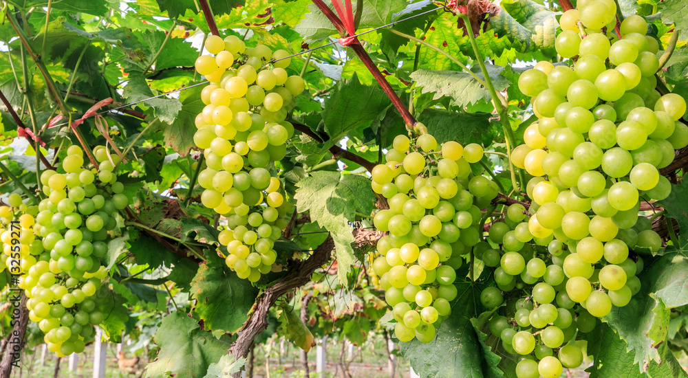 Vineyard ripe white grapes in autumn harvest season