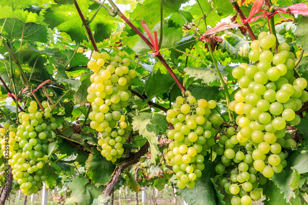 Vineyard ripe white grapes in autumn harvest season