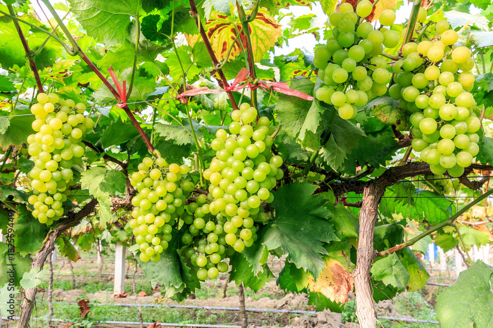 Vineyard ripe white grapes in autumn harvest season