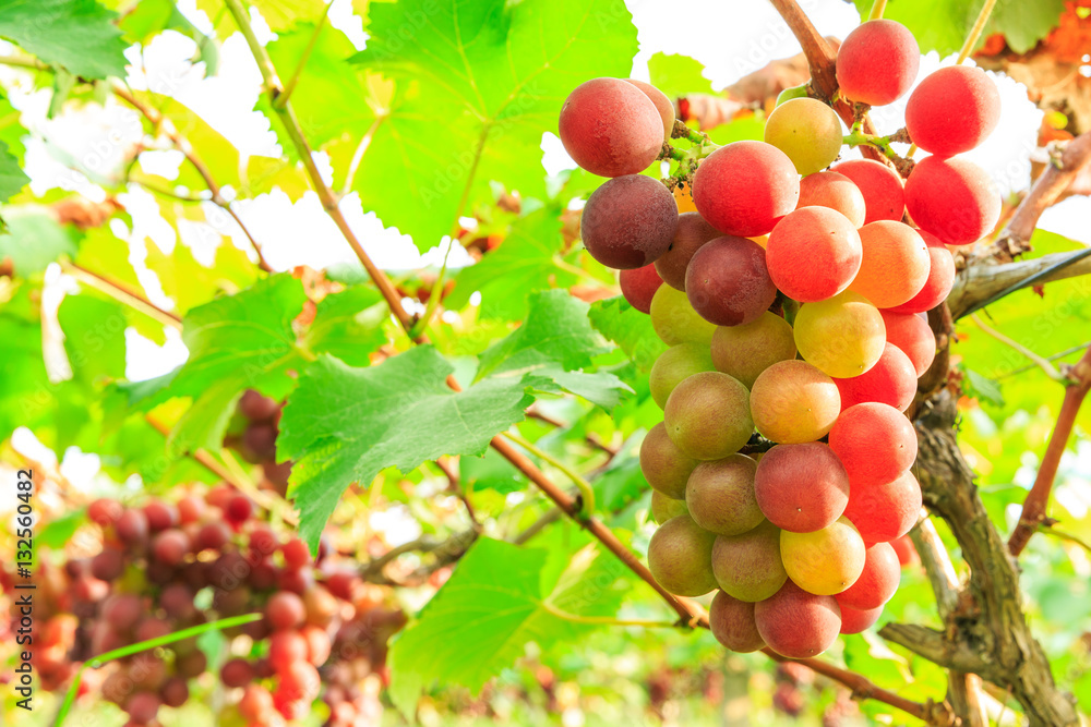 Vineyard ripe grapes in autumn harvest season