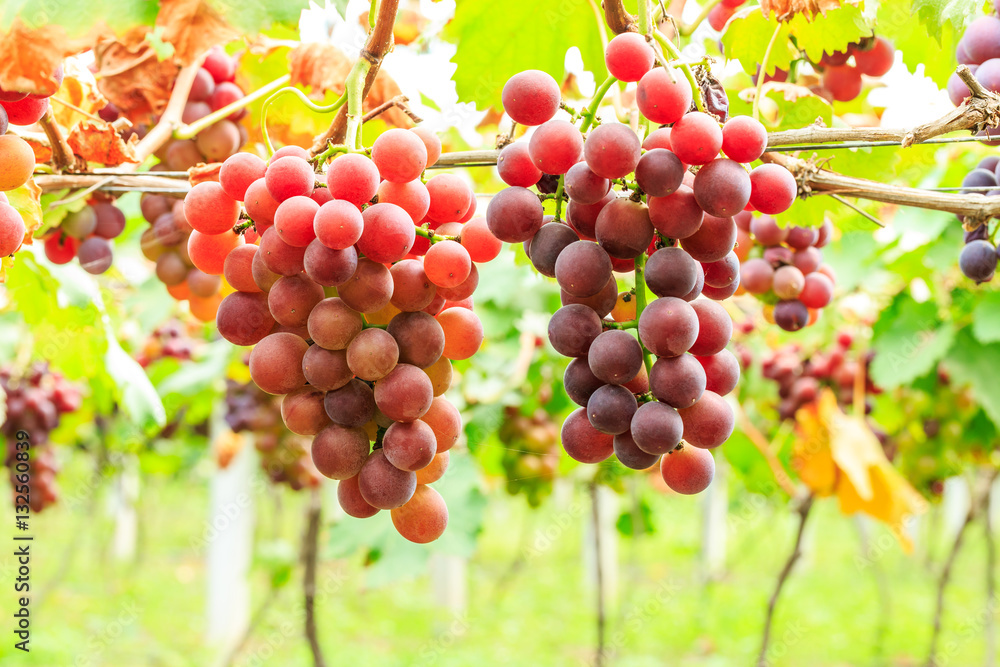 Vineyard ripe grapes in autumn harvest season