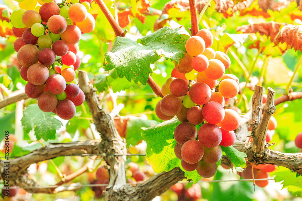 Vineyard ripe grapes in autumn harvest season