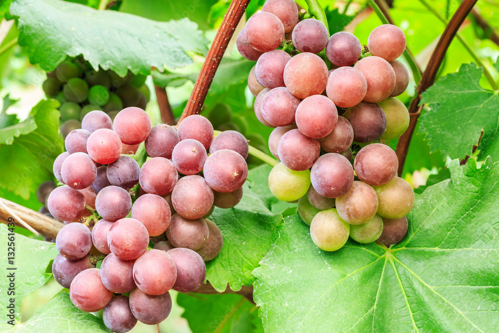 Vineyard ripe grapes in autumn harvest season