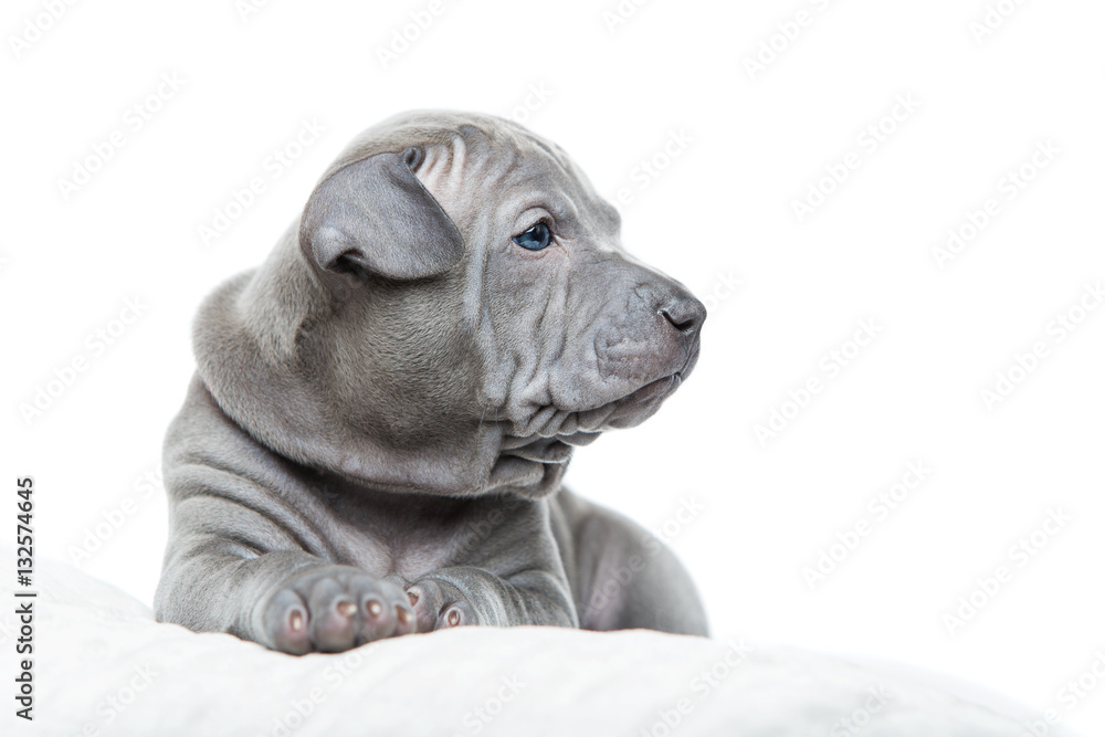 Thai ridgeback puppy isolated on white