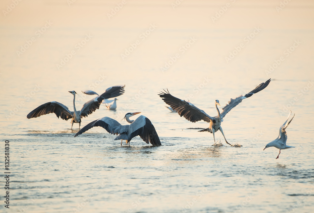 Grey Heron in waterland