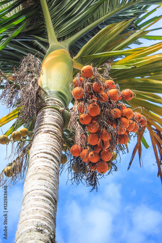 Palm kernel on tree