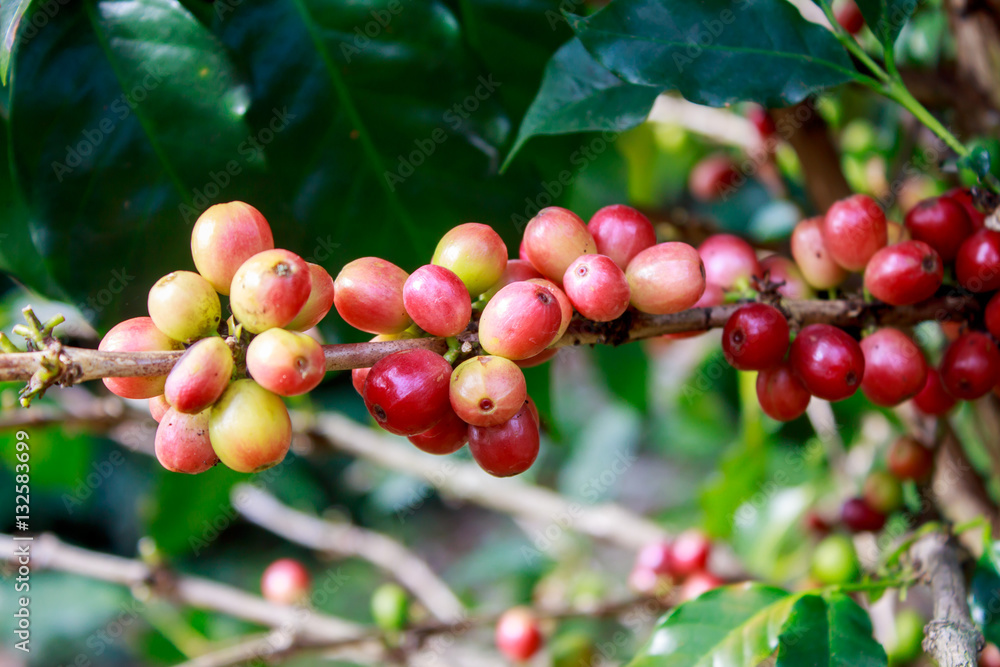 Coffee on tree