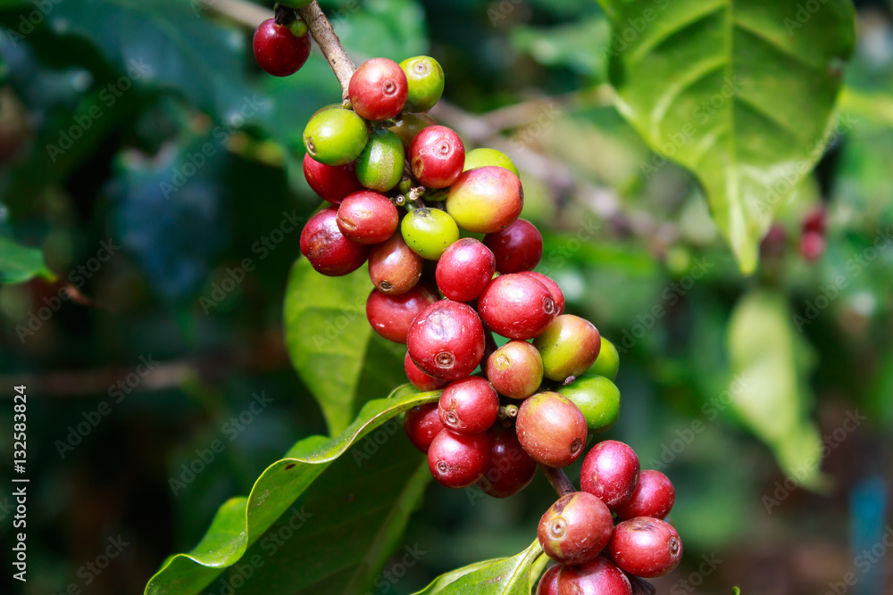 Coffee on tree