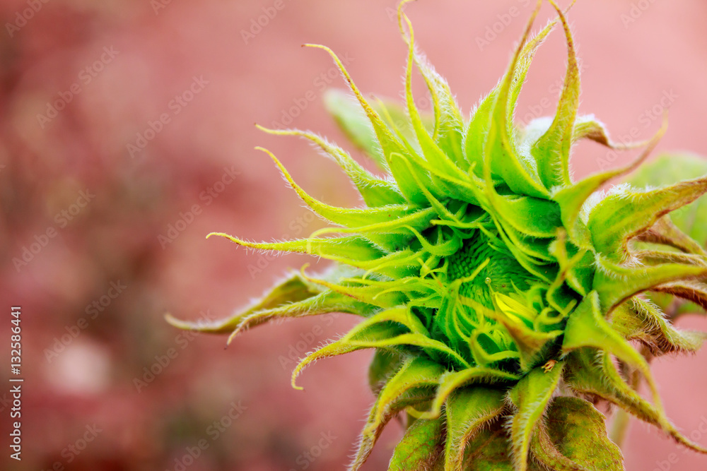 Sunflowers blooming in sunflower garden