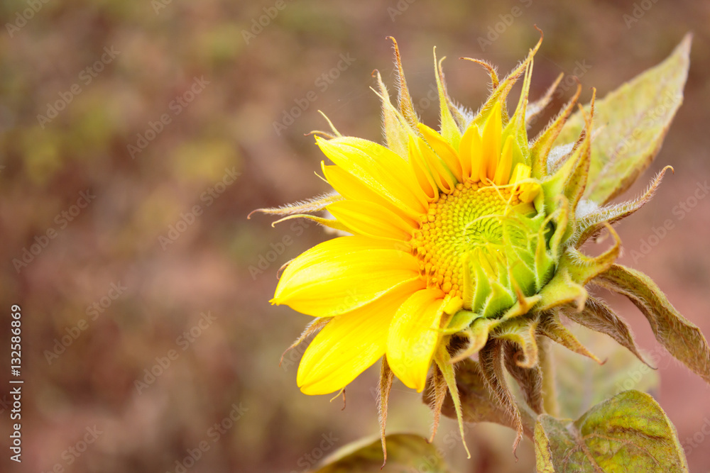 Sunflowers blooming in sunflower garden