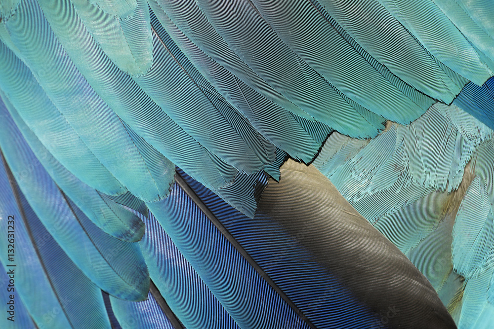 Colorful parrot feathers