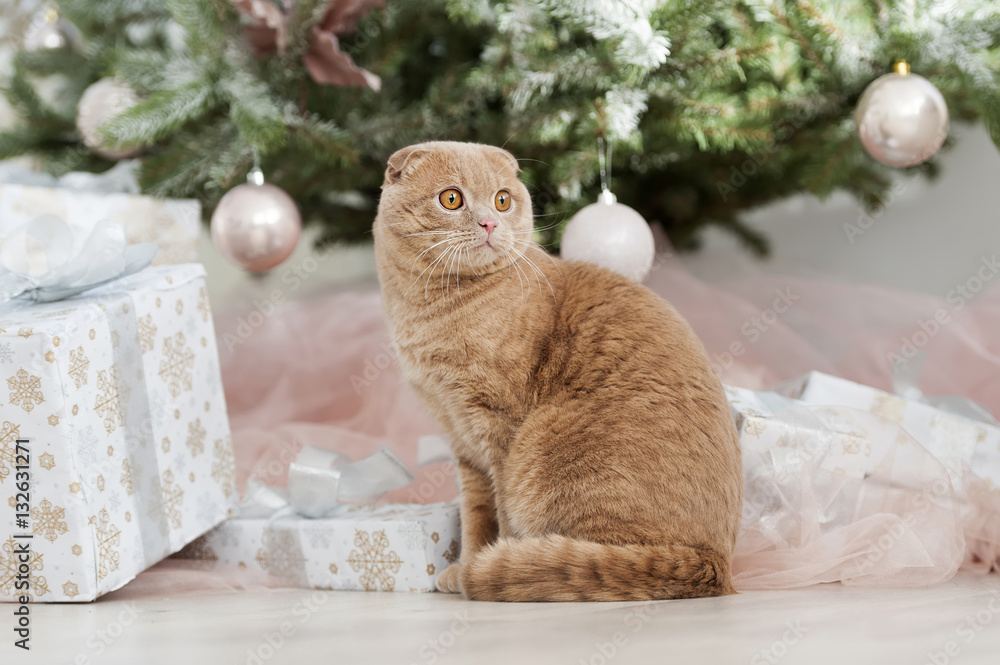 Cat with christmas tree and gift