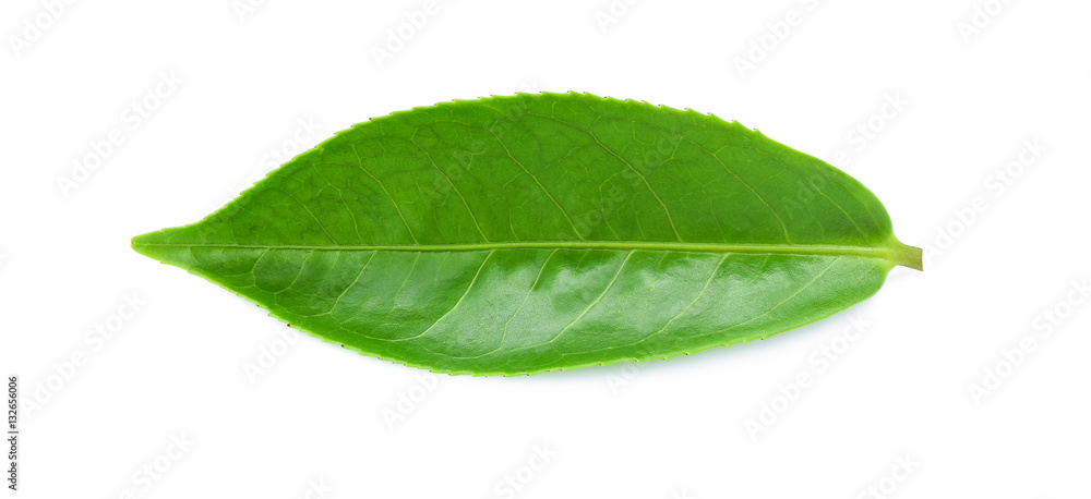 green tea leaf isolated on white background