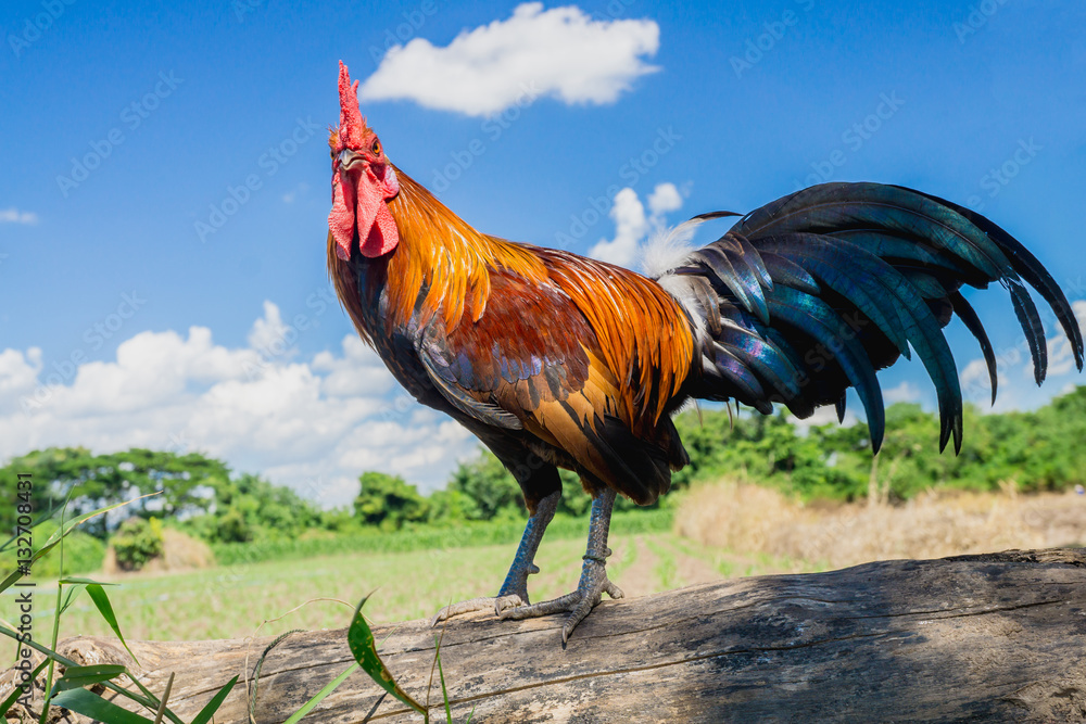 close up portrait of bantam chicken, Beautiful colorful cock