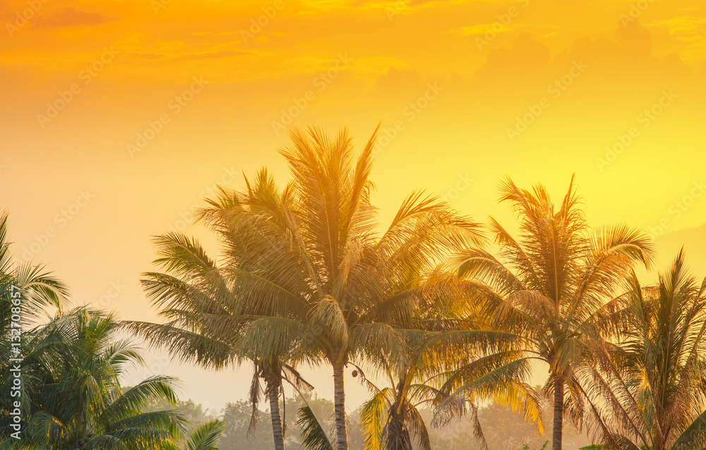 coconut palm tree and light shines sunset