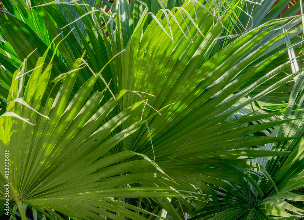 green palm leaves texture background