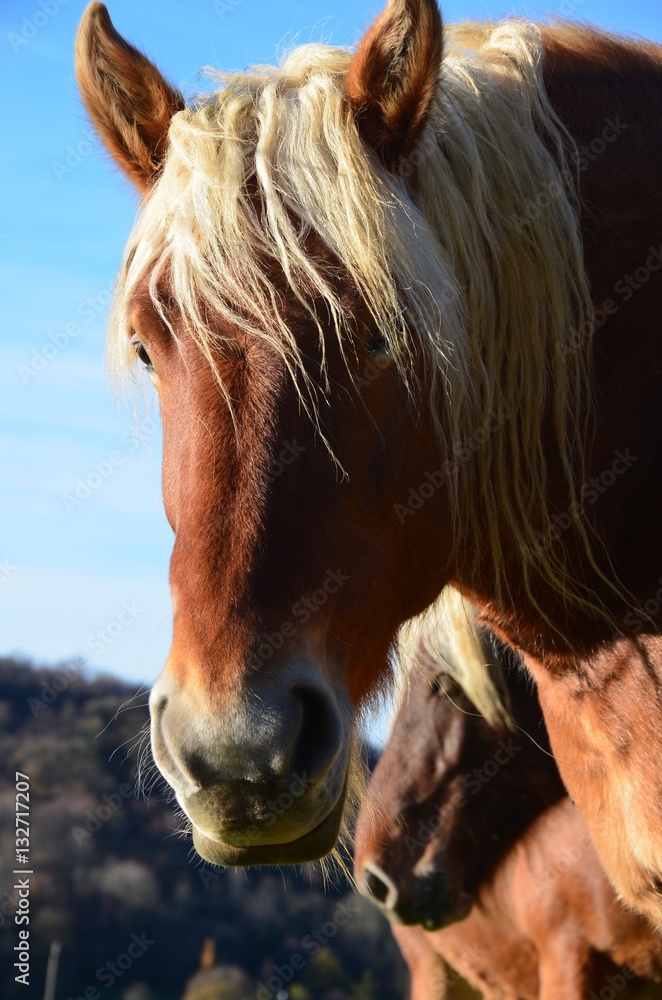 Chevaux Comtois