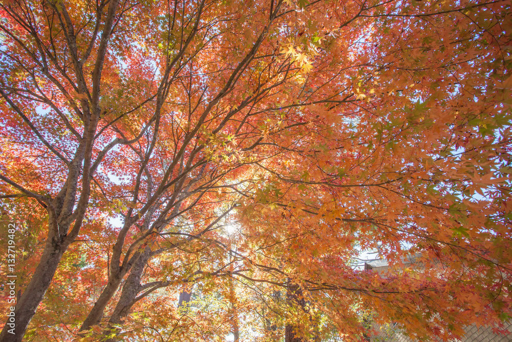 Beautiful colorful autumn trees yellow , red and green in forest