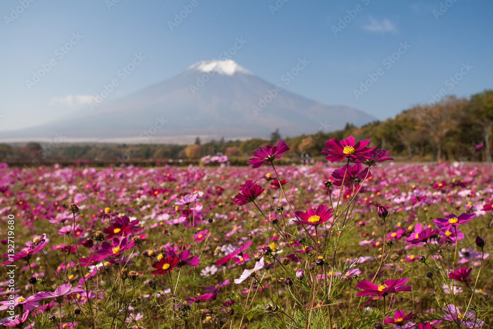 Field of cosmos flowers and Mountain Fuji in autumn season at Yamanakako Hanano Miyako Koen