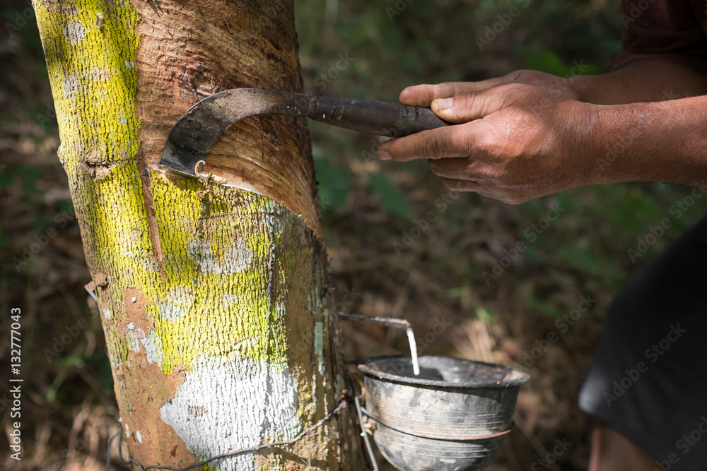 Rubber tree