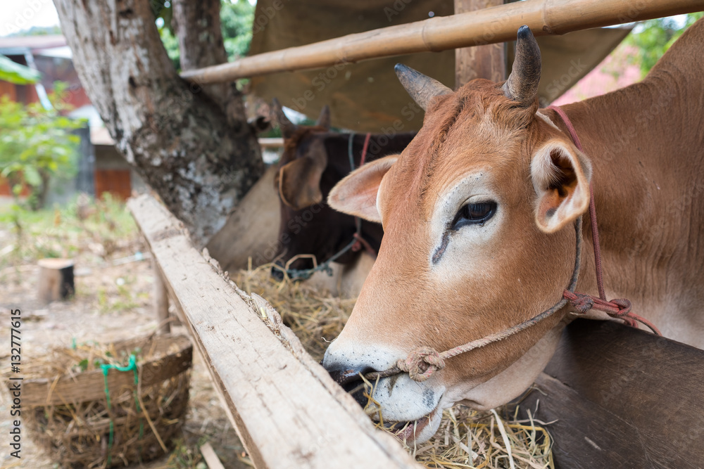 Cow farm, Close up Thais cow in countryside farm