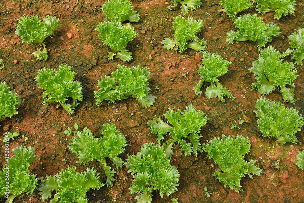 Vegetables salad growing out of the earth in the garden