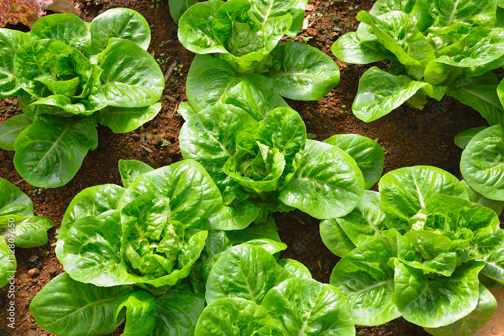 Vegetables salad growing out of the earth in the garden