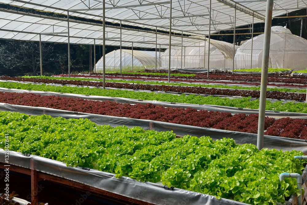 The growing organic vegetables in the hydroponic farm