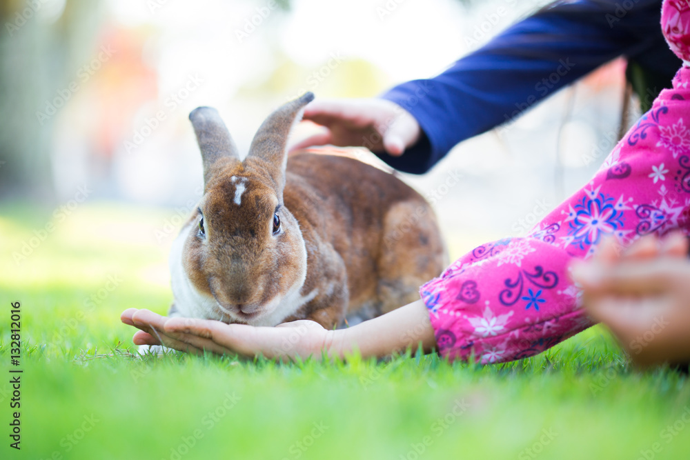 girl is feeding the rabbit