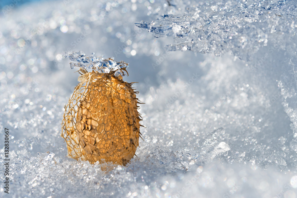 Unusual sheath of ruit of squirting cucumber lying on snow.