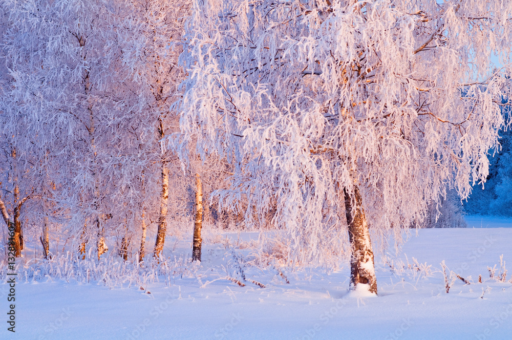 Pink hoarfrost on birches.