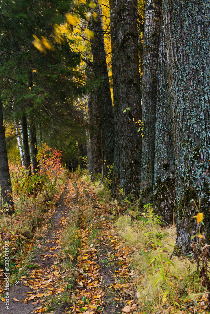 Autumn avenue in old park in twilight. 