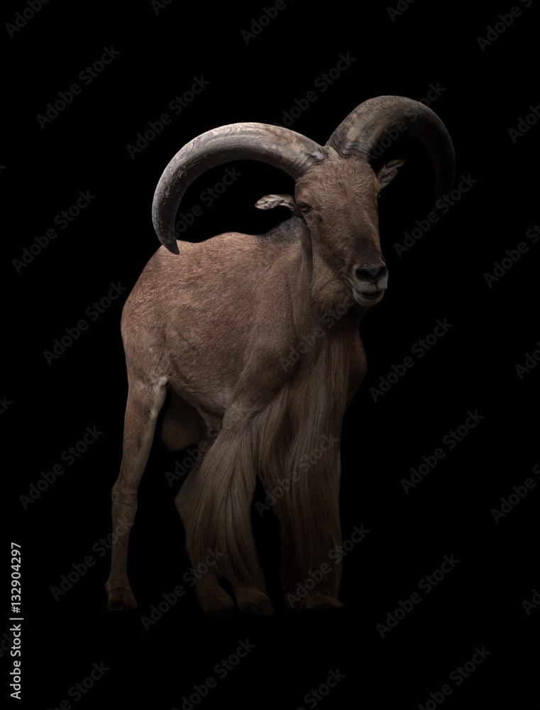 male barbary sheep in the dark