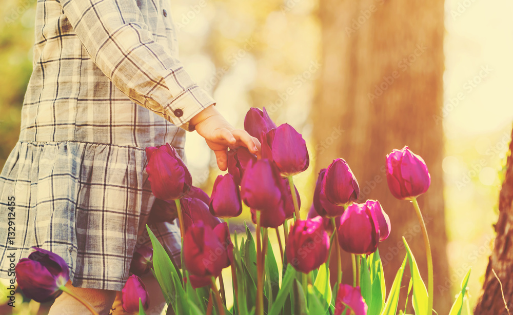 Toddler girl playing with tulips in her garden