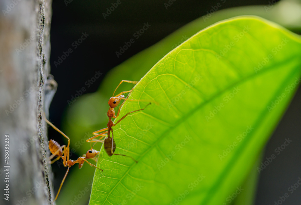 macro two red ant walking on green leaf