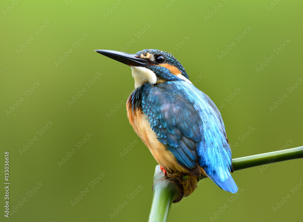 Common Kingfisher (Alcedo atthis) Beautiful tiny blue bird looki