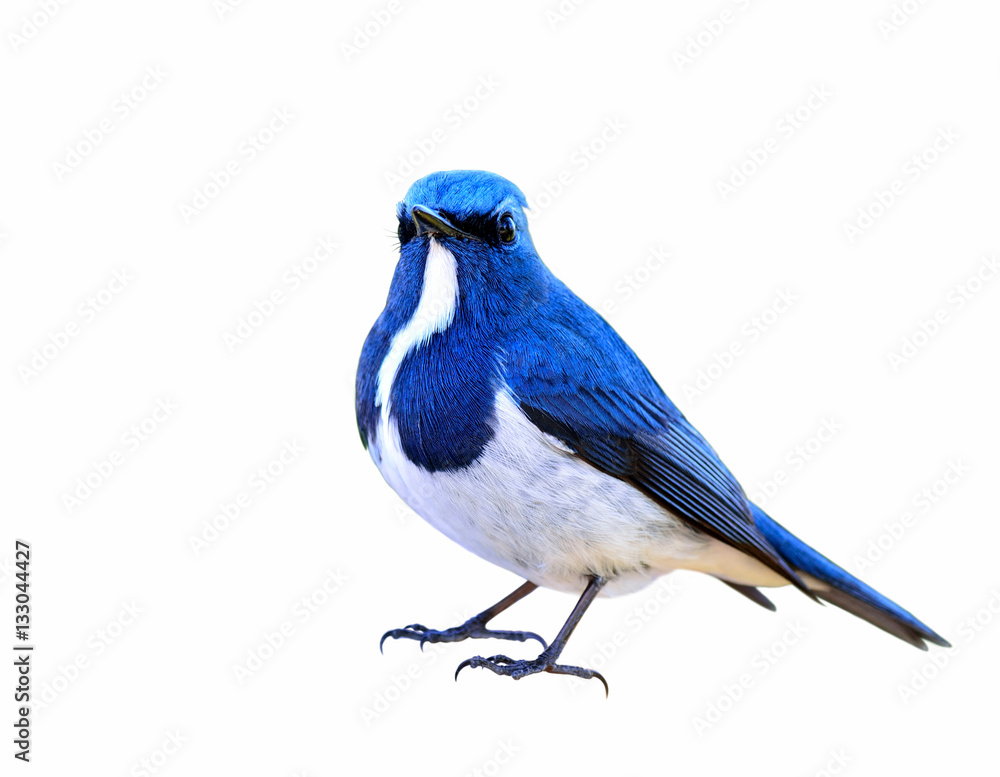 Ultamarine Flycatcher (superciliaris ficedula) beautiful blue an