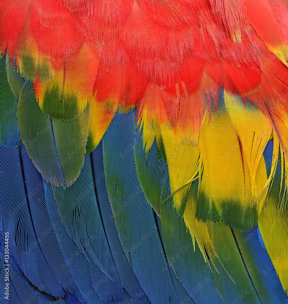 Vertical of Bautiful red, yellow and blue texture of Scarlet mac