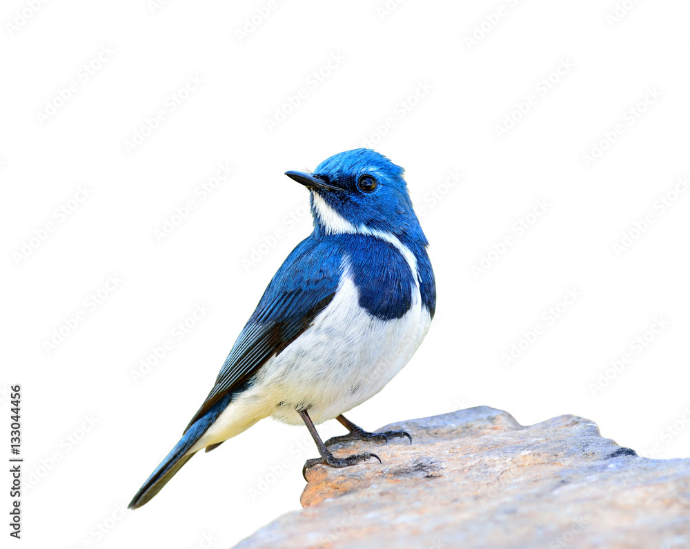 Ultramarine Flycatcher (superciliaris ficedula) the beautiful bl