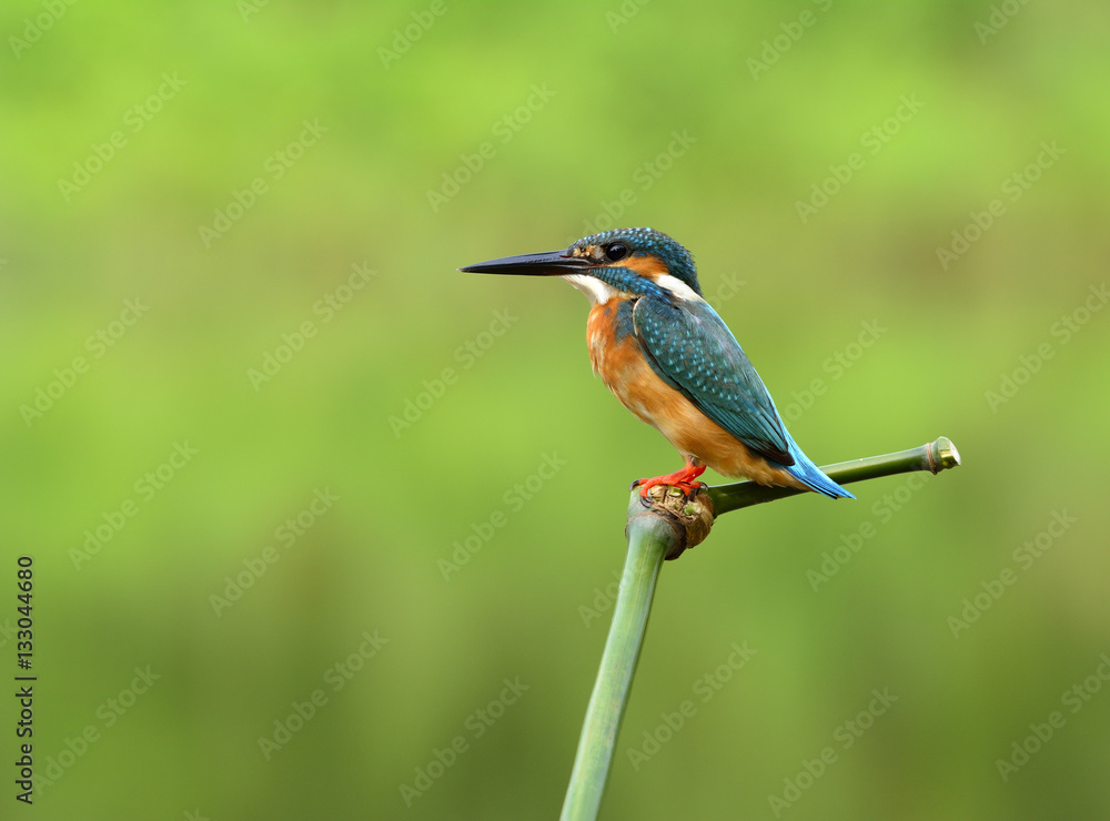 Wide shot of Common Kingfisher (Alcedo atthis)  Beautiful blue b