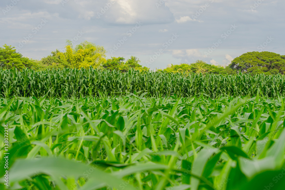 Green corn field in agricultural garden